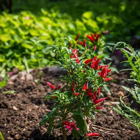 Palazzo Margherita Ξενοδοχείο