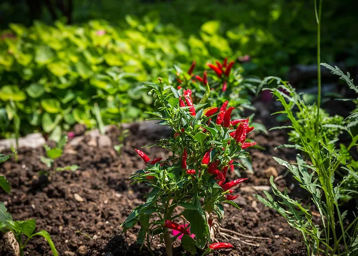 Palazzo Margherita Szálloda